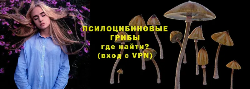 Галлюциногенные грибы Psilocybine cubensis  Полярные Зори 